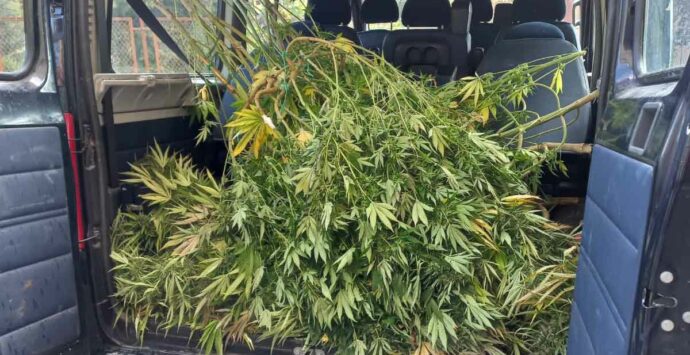 Coniugi coltivatori di marijuana a Bisignano, condannato solo il marito