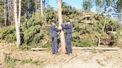 Camigliatello, tagliano 515 alberi abusivamente. Scattano tre denunce