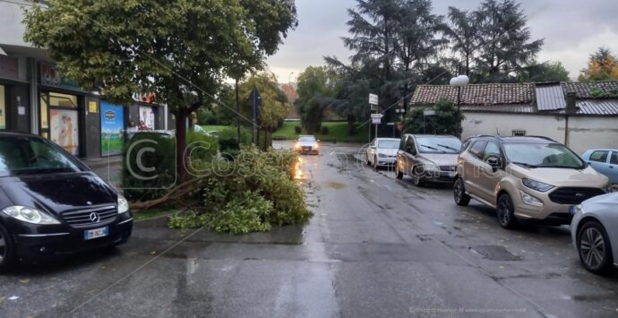 Maltempo: pioggia e vento sferzano l’area urbana, alberi caduti a Cosenza e Rende | FOTO