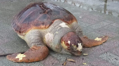 Paola, il mare restituisce un esemplare (morto) di tartaruga Caretta caretta