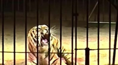 Domatore del circo Orfei aggredito da una tigre, è vivo per miracolo