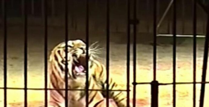 Domatore del circo Orfei aggredito da una tigre, è vivo per miracolo