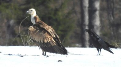 Raro esemplare di avvoltoio Grifone avvistato nel Parco nazionale della Sila