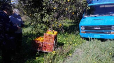 Cassano, ladri sorpresi a saccheggiare un aranceto comunale