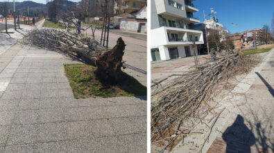 Via col vento, a Cosenza le raffiche sradicano un albero su viale Parco