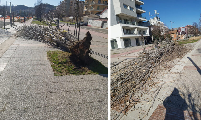 Via col vento, a Cosenza le raffiche sradicano un albero su viale Parco