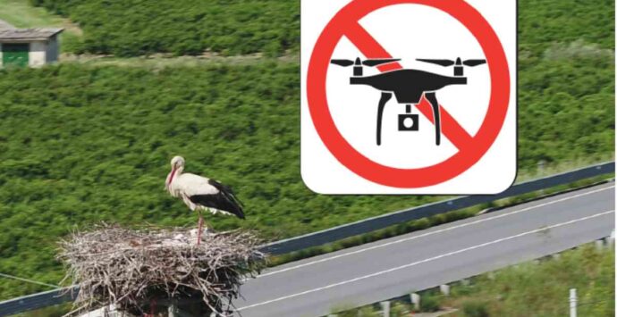Droni sui nidi di cicogna bianca, l’allarme della Lipu: «Una pratica pericolosa e vietata»