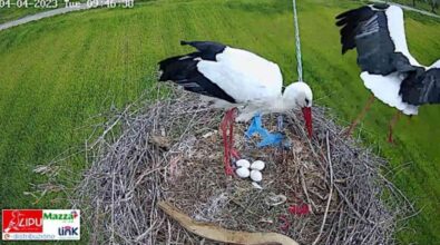 Cicogna bianca, a Luzzi deposte le uova in diretta: le emozionanti immagini dalla webcam Lipu | FOTO