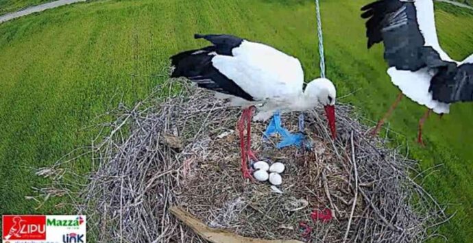 Cicogna bianca, a Luzzi deposte le uova in diretta: le emozionanti immagini dalla webcam Lipu | FOTO
