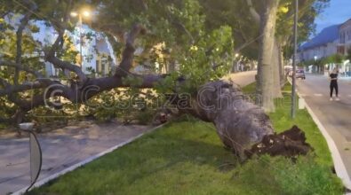 Praia a Mare, le raffiche di vento causano i primi danni: albero secolare cade lungo viale della Libertà