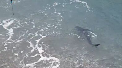 Cetraro, una verdesca a pochi metri dai pescatori che si chiedono: «E’ uno squalo?» | VIDEO