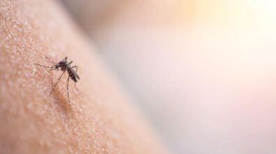 Italia, salgono i casi di Dengue: Lombardia regione più colpita