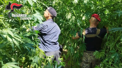 I Carabinieri sequestrano 130 piante di marijuana e le distruggono sul posto