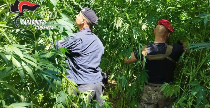 I Carabinieri sequestrano 130 piante di marijuana e le distruggono sul posto