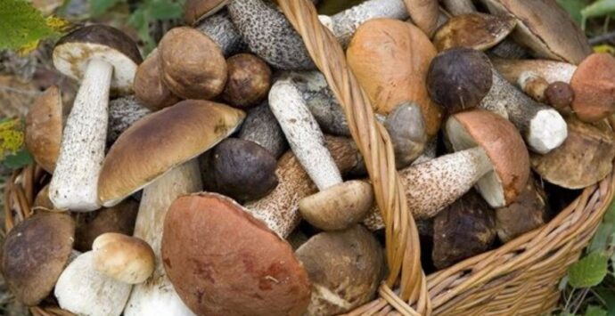 Funghi della Sila, cinque ricette deliziose al gusto montano