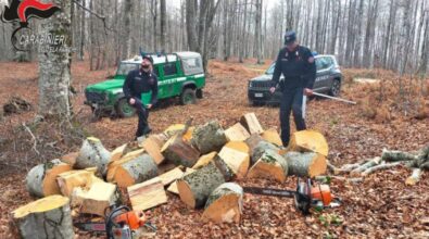Furto di legna, due arresti dei Carabinieri Forestali nel Parco Nazionale della Sila