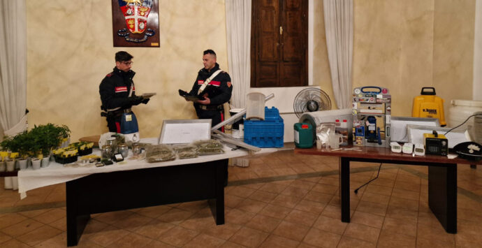 Castrovillari, scoperta coltivazione indoor di marijuana: due arresti | VIDEO